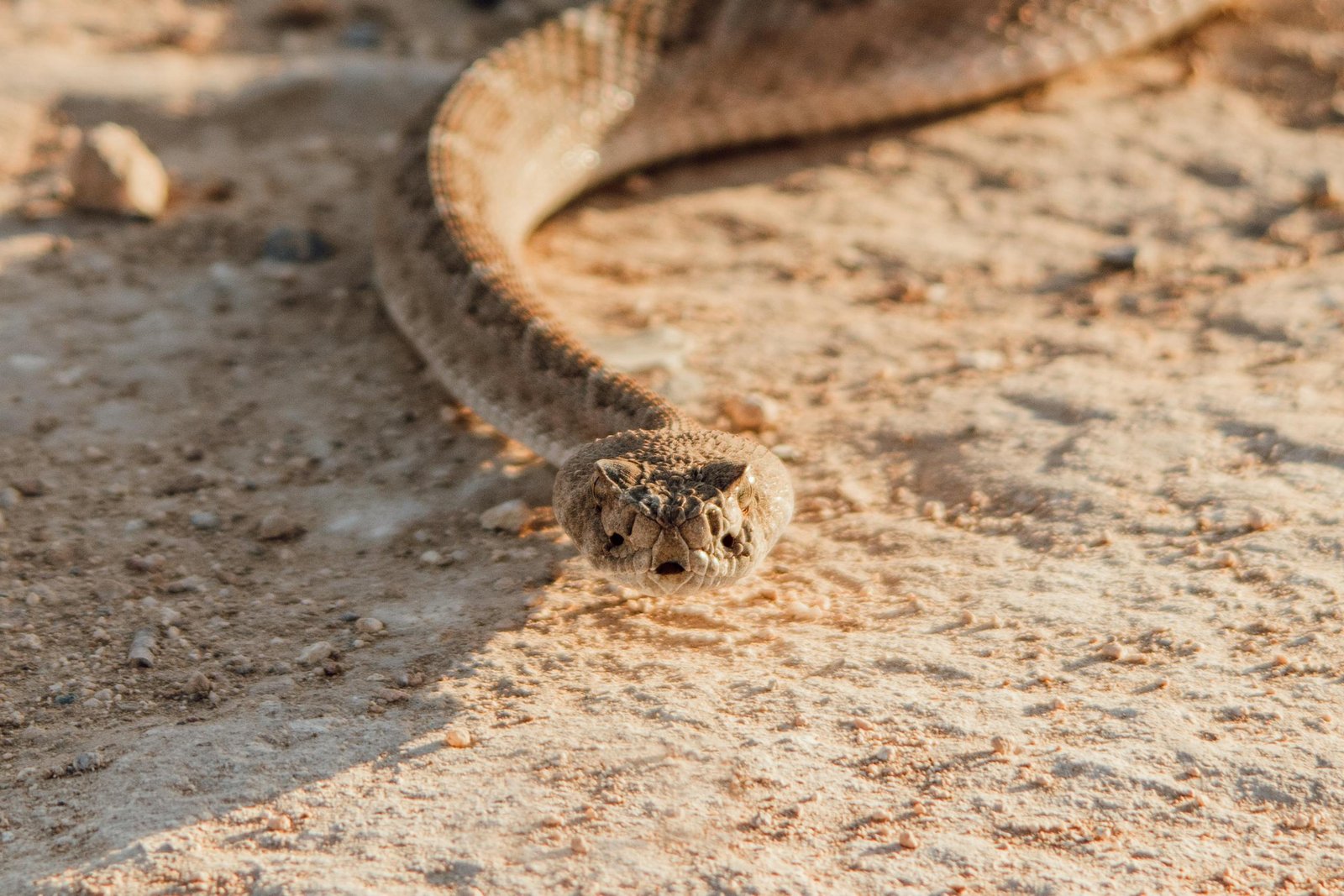 A rattlesnake slithers across rocky desert terrain in natural sunlight.