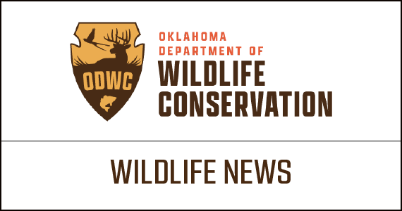 Wild,life