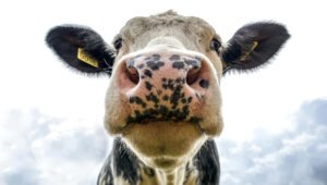 Oklahoma market report for 9-9-2025 3 Cattle prices stay red hot at McAlester auction, statewide market report shows