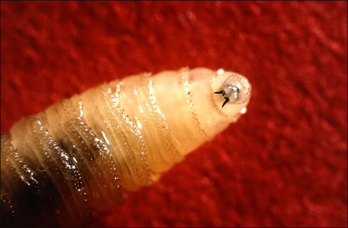 OSU Extension experts offer information on New World screwworm